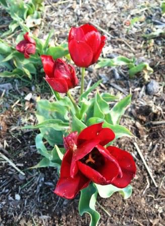 tulip burgundy