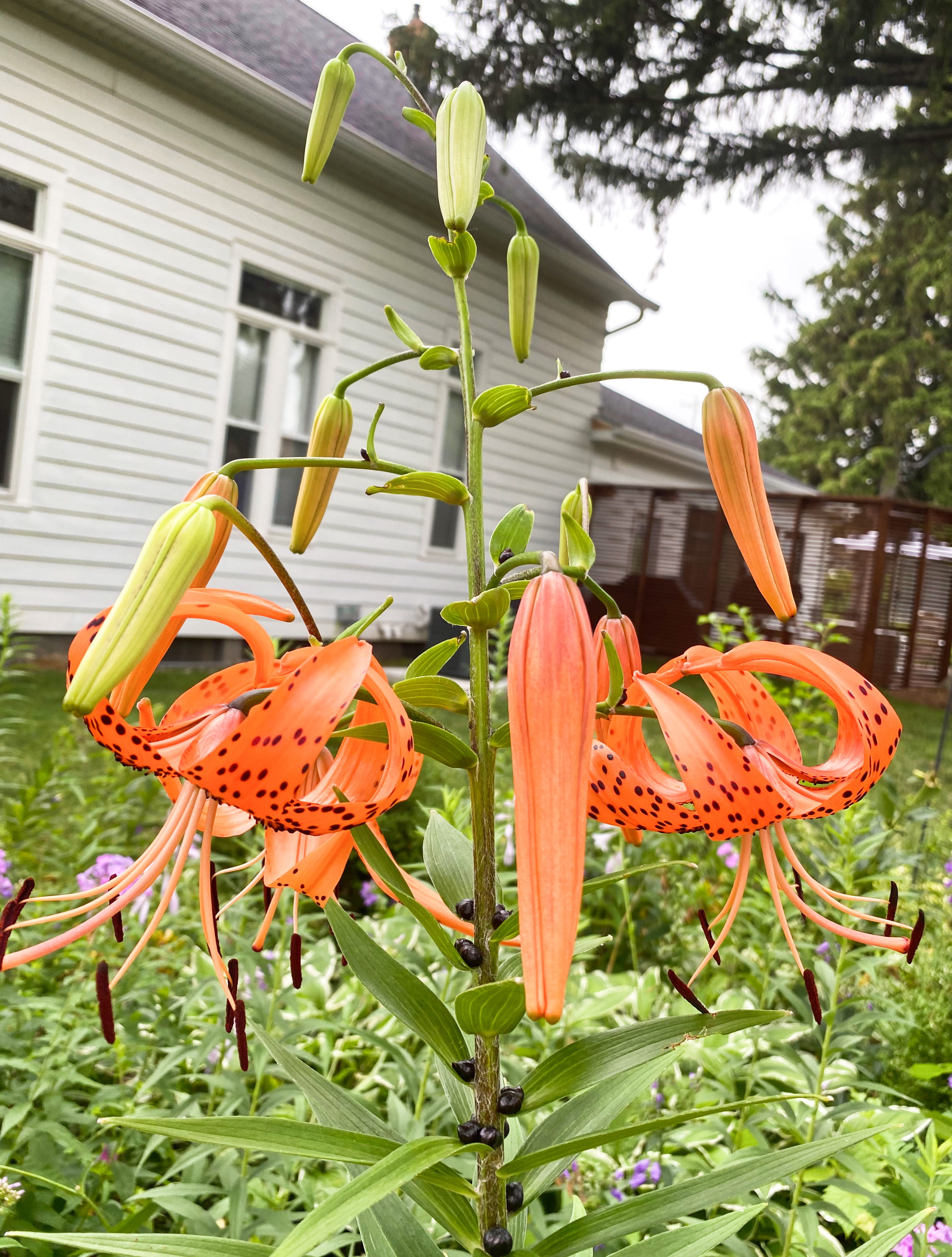 2020.07.19 lilies
